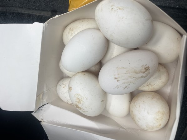 卖跑山鸡蛋鸭蛋和鹅蛋