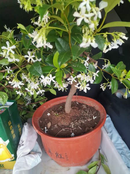 出售各种规格六月桂花