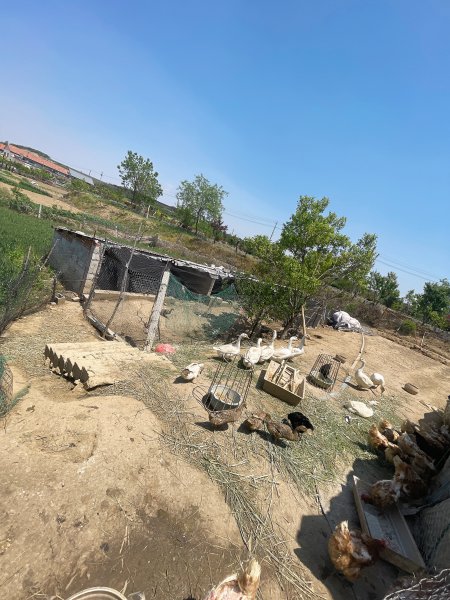 賣(mài)跑山雞蛋鴨蛋和鵝蛋