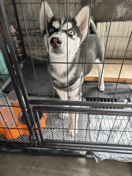 卖哈士奇6-7个月