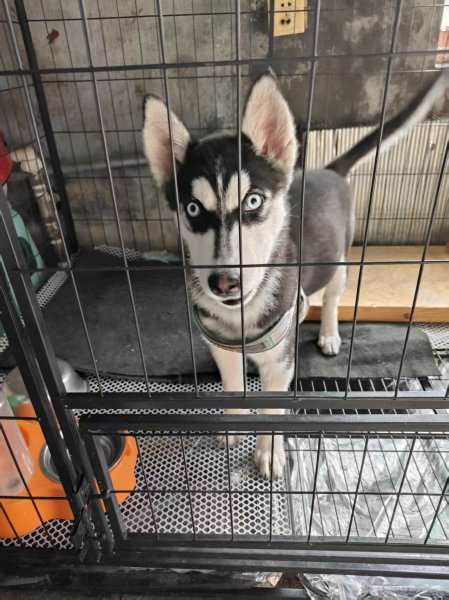 卖哈士奇6-7个月