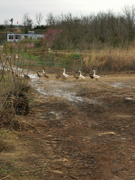跑山鸡蛋鸭蛋出售