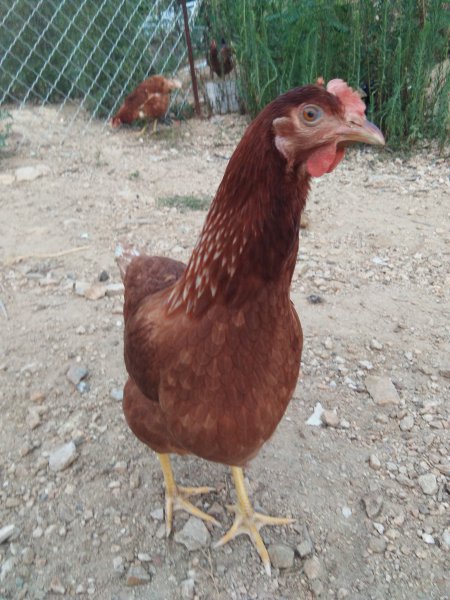 跑山鸡蛋鸭蛋出售