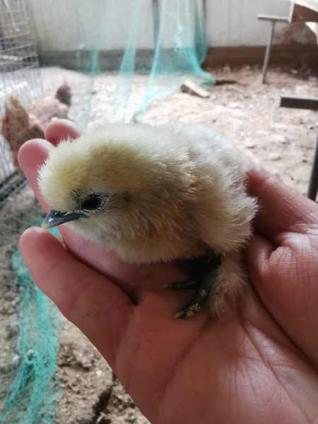 跑山鸡蛋鸭蛋出售