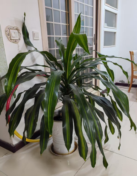 转让：大衣柜、餐桌、餐椅、绿植