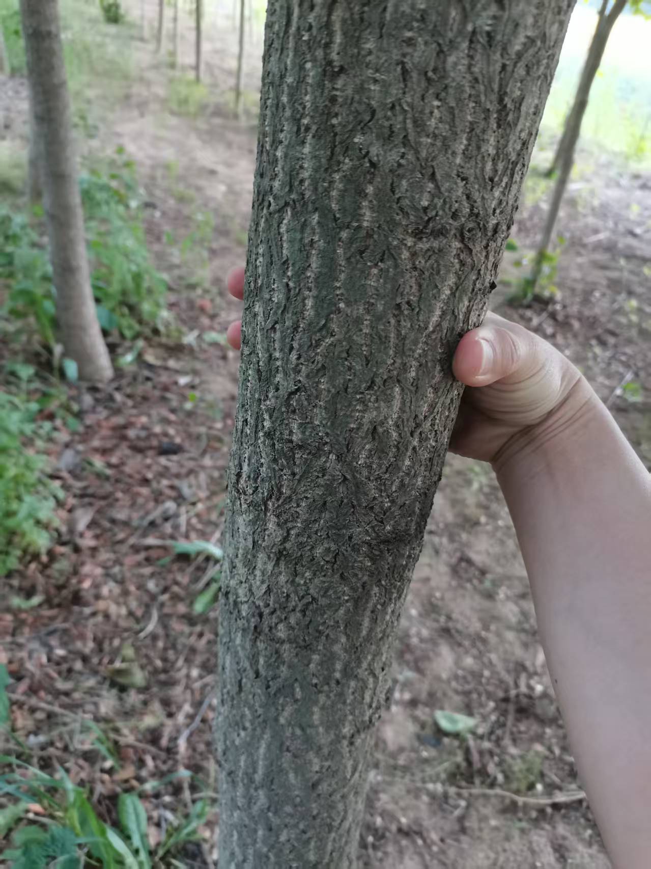 银杏树、玉兰树整片转让或按棵出卖