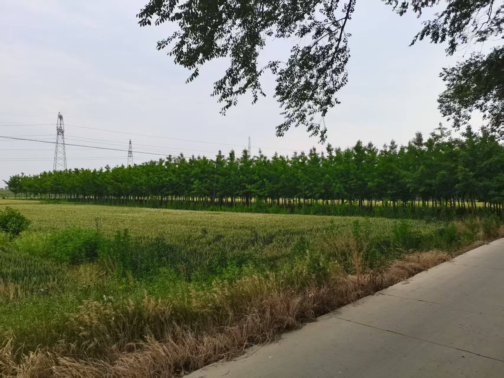 银杏树、玉兰树整片转让或按棵出卖