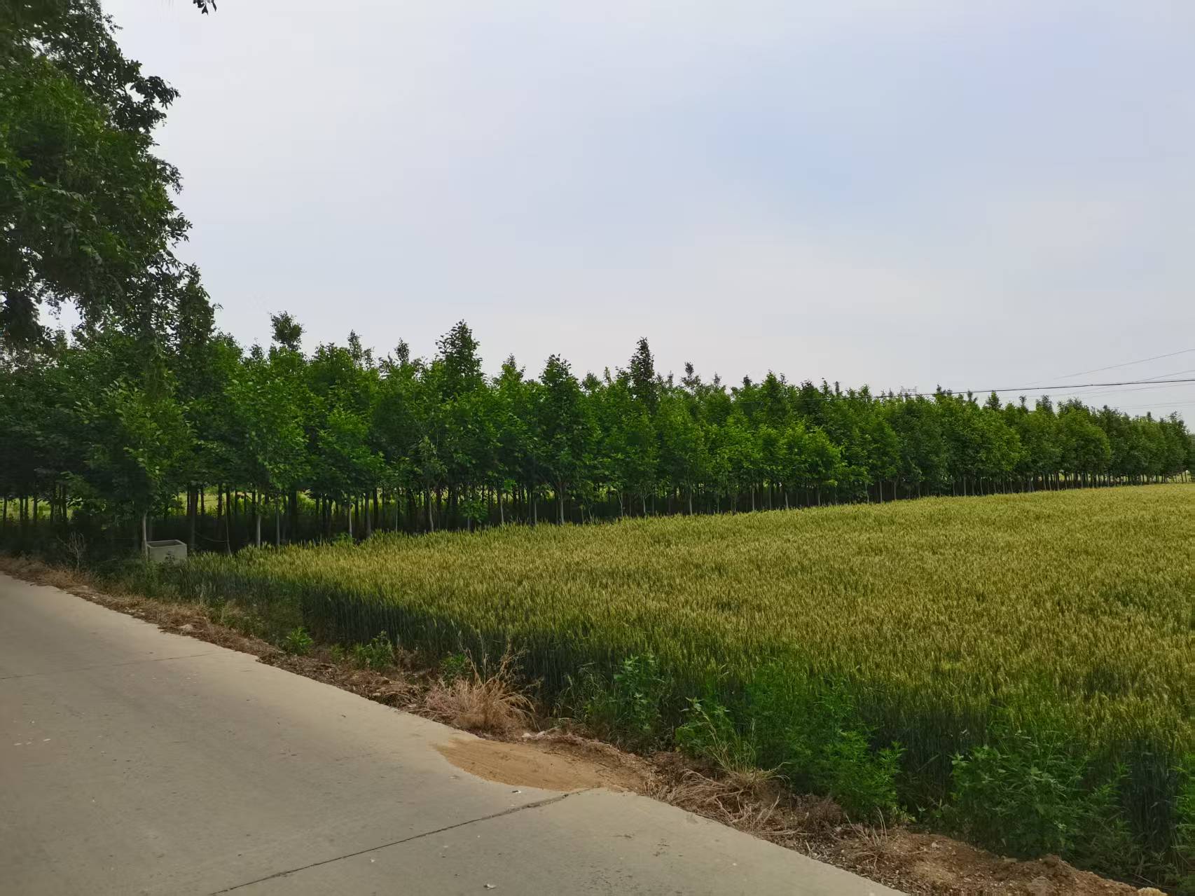 银杏树、玉兰树整片转让或按棵出卖