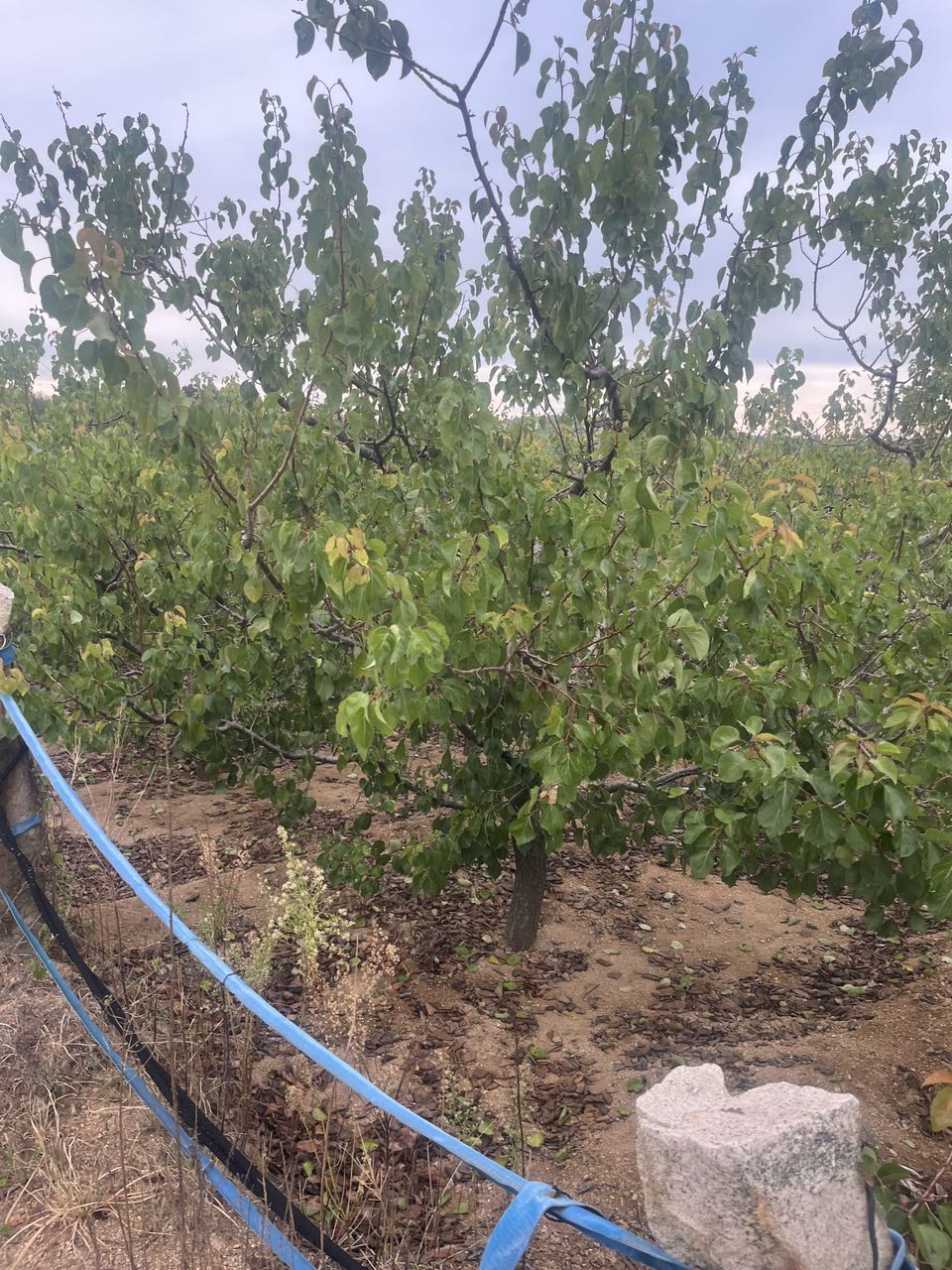 4-5年杏树优惠出售