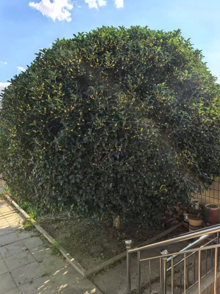 两棵金桂树，一棵茶花树