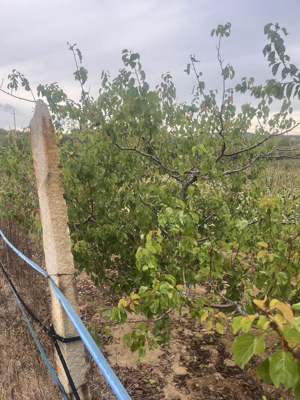出售杏树